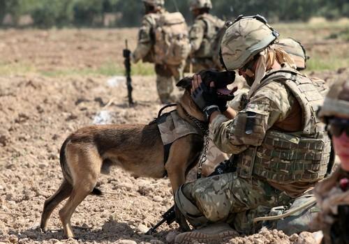 Kutyákkal segítik a háború borzalmaitól szenvedő katonákat